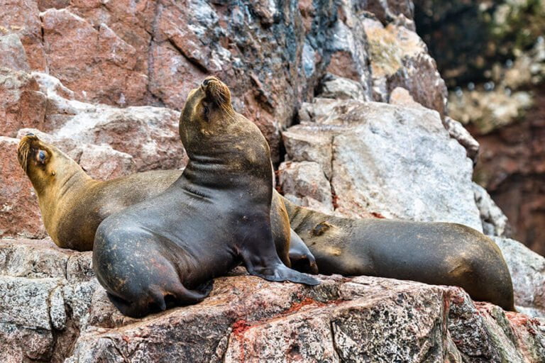 islas-ballestas